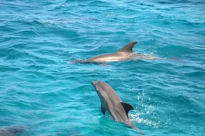 dolphin house