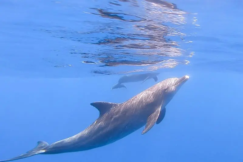swimming with dolphins