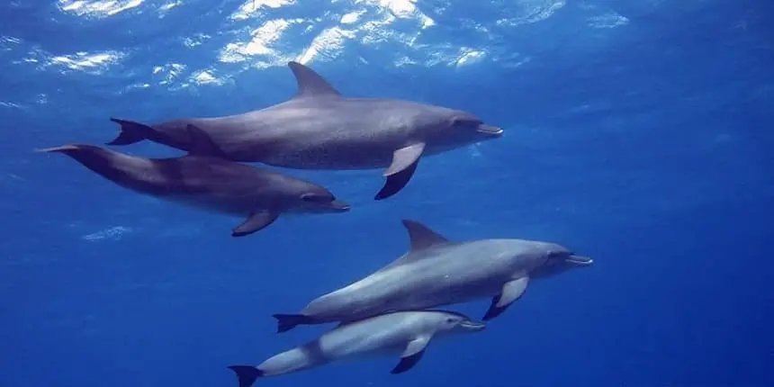 swimming with dolphins
