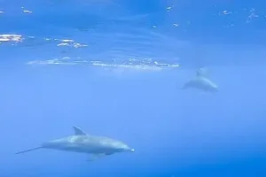 swimming with dolphins private speed boat trip hurghada